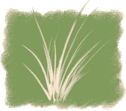 Grasses Logo